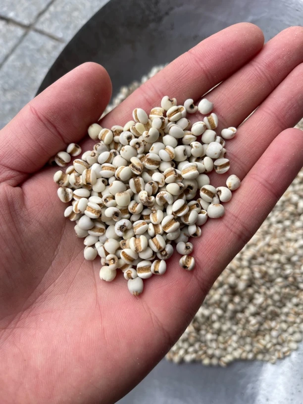 薏米仁 道地贵州兴仁小薏米 精选薏米仁