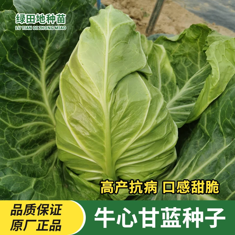 牛心甘蓝菜种子卷芯菜晚丰中甘十一包菜种子四季家庭小院蔬菜种子