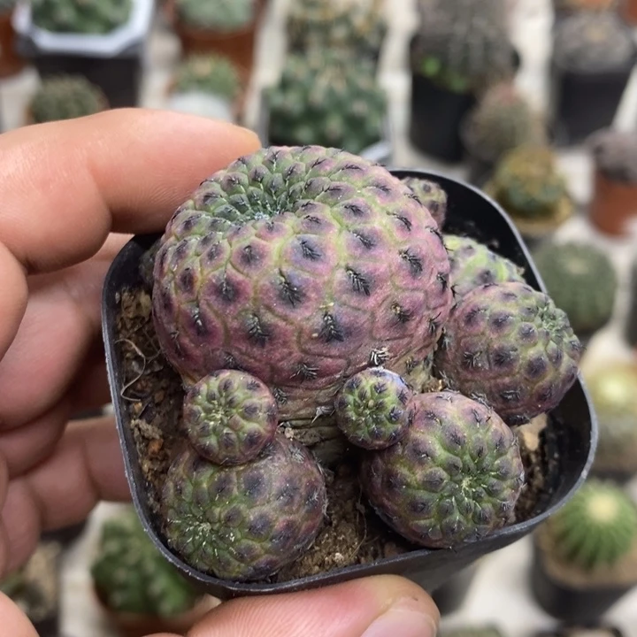 紫丽丸群特价福利