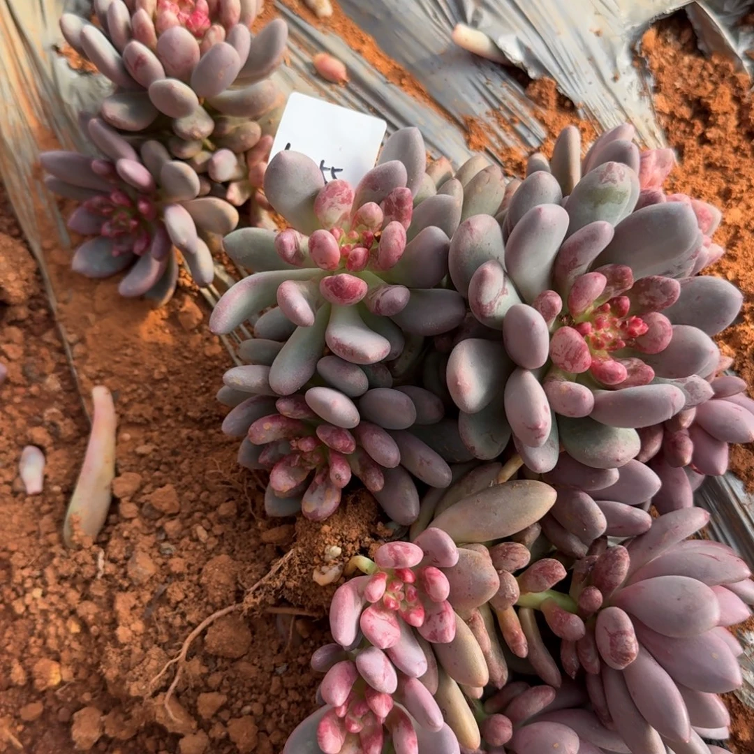 10-55桃心两颗量拍发货