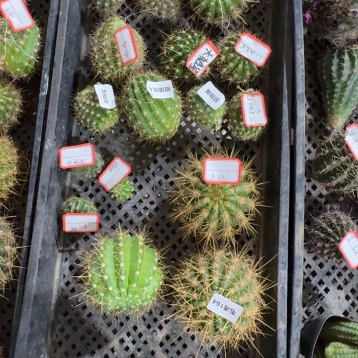 243无根侧牙2个，20包邮