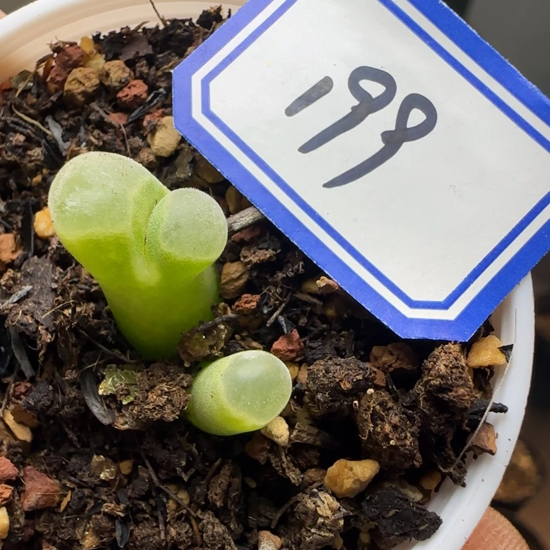 0*7带盆土发货。