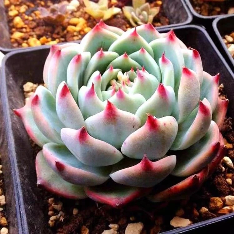 吉娃娃一颗满15包邮 多肉植物 新手好养好活 阳台庭院必备