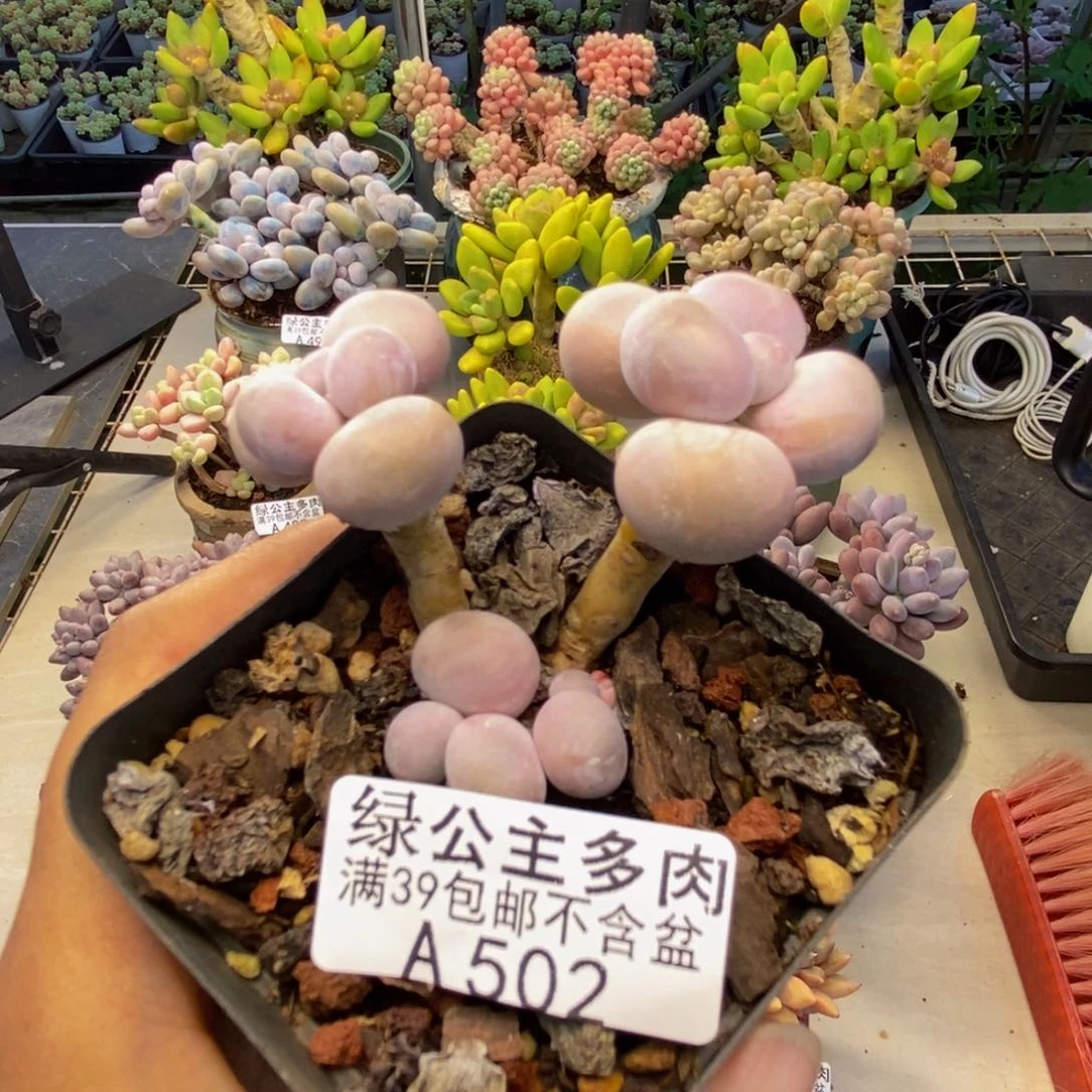 502橙奶多肉肉4c m