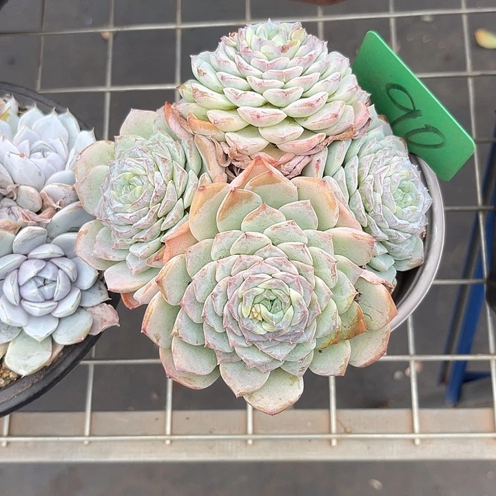 毛***发两单包邮，一物一拍，散90