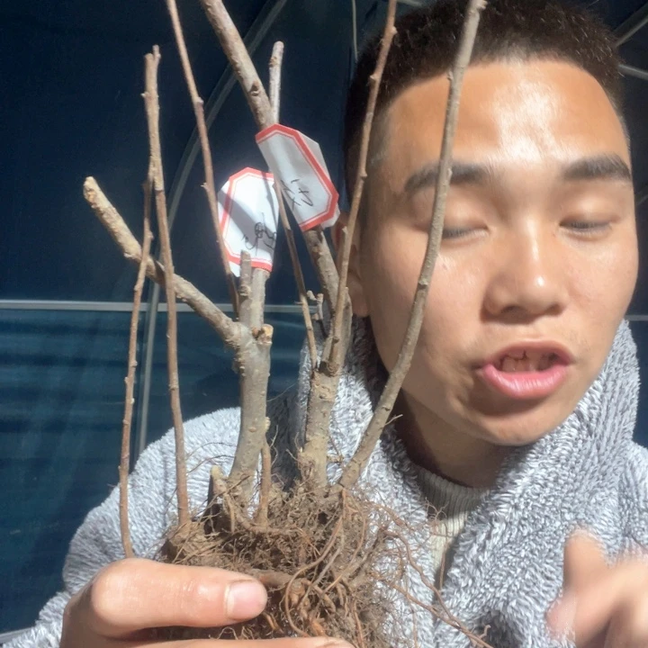 原生小玫瑰海棠花一颗