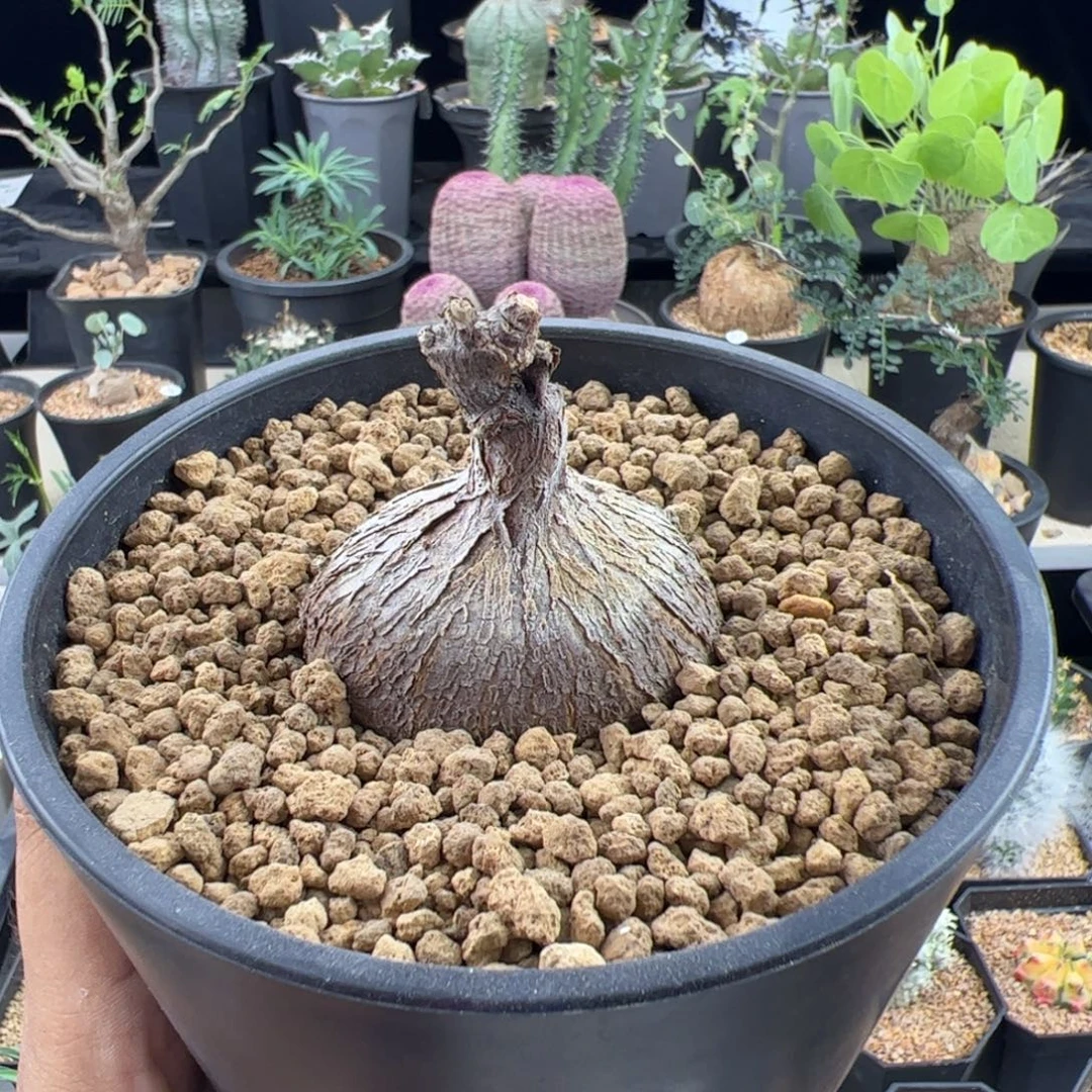 紫背萝藦5.5一物一拍带盆发