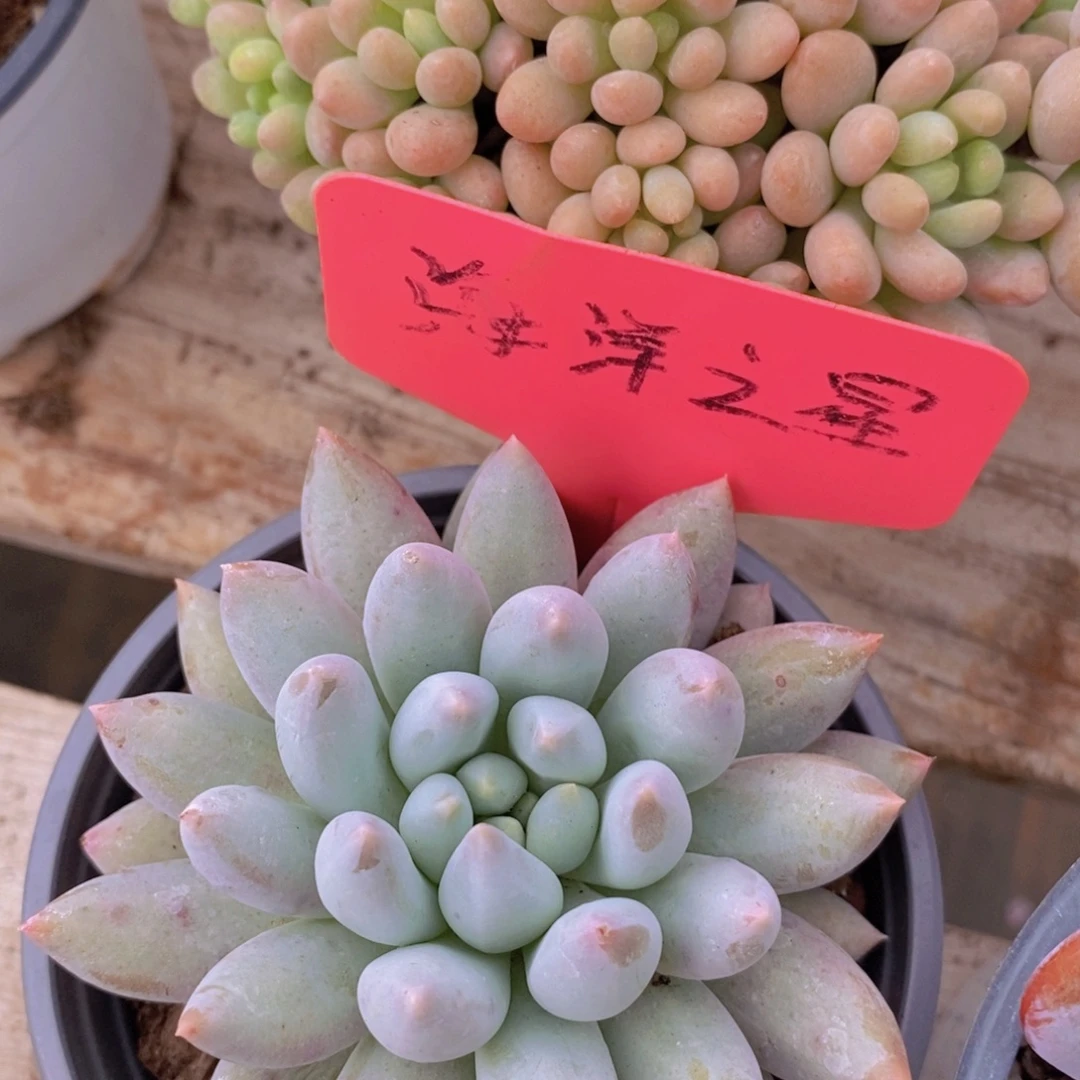 清寄养位置，仅限1.5天，