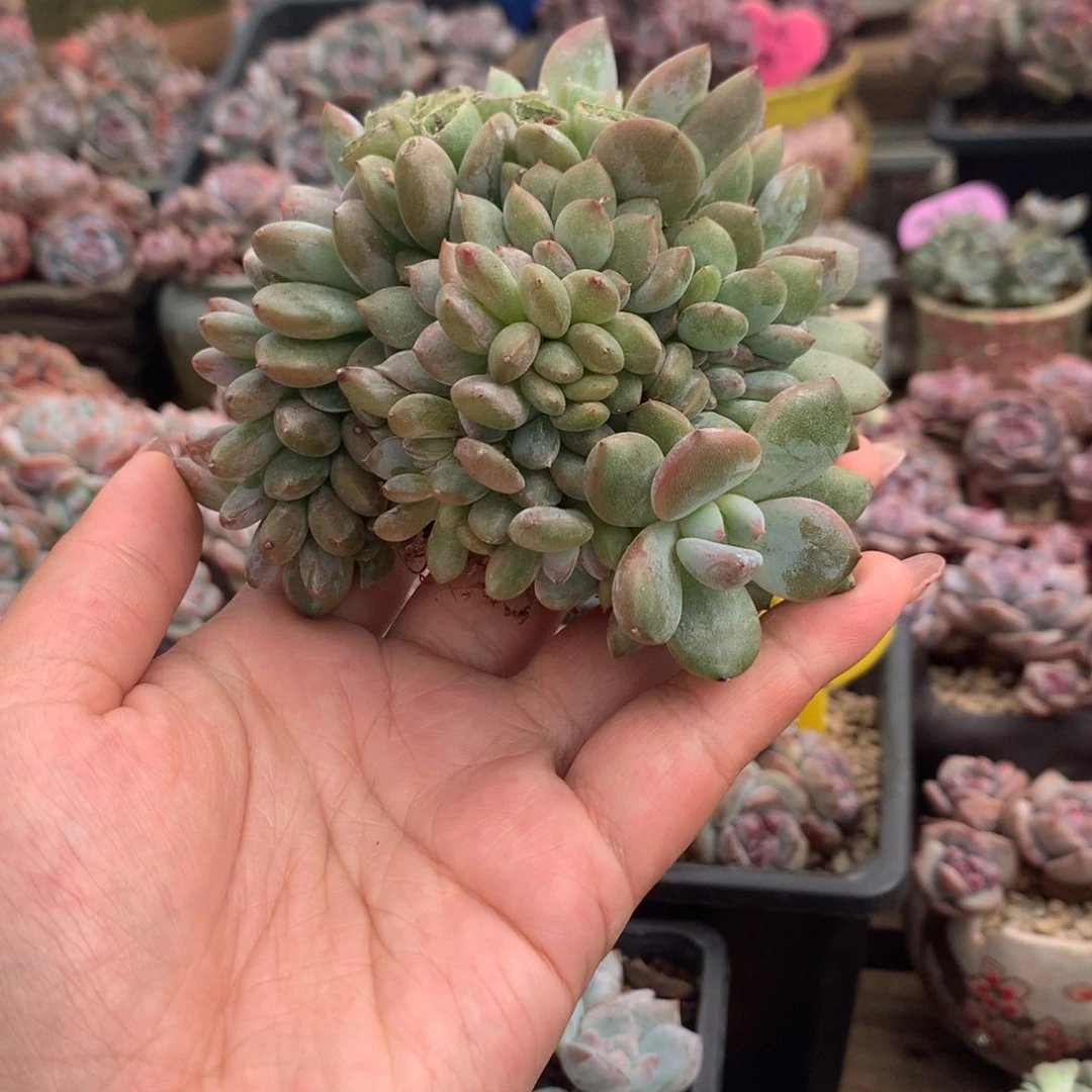 绿底石榴籽满天星缀