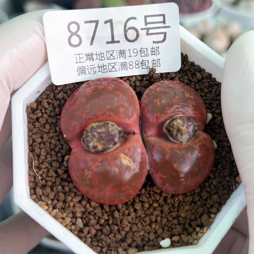 8716四年岛田酒红双头脸有疤特价