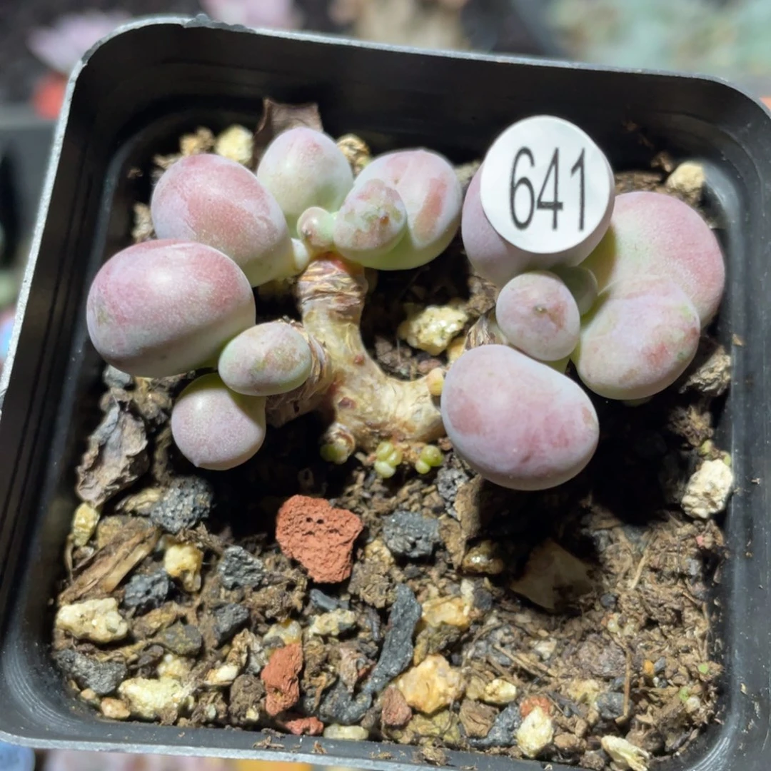 桃花奶酪多肉植物