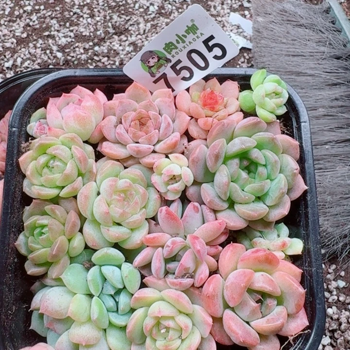 用***7多肉植物多肉植物