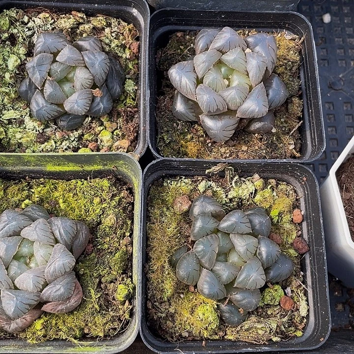 冰灯玉露带盆土发