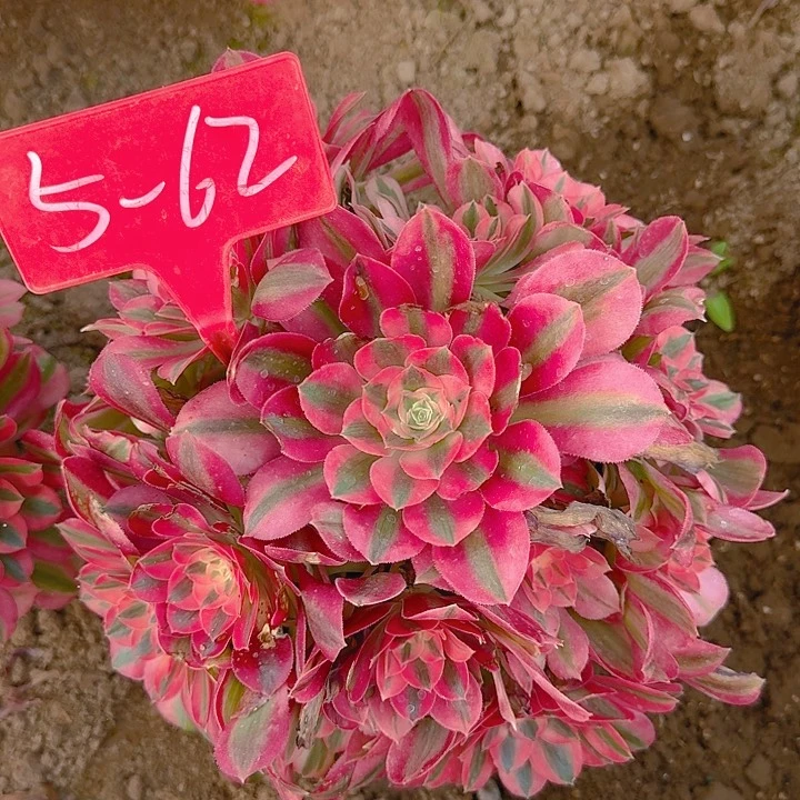 5-62粉女巫多肉法师