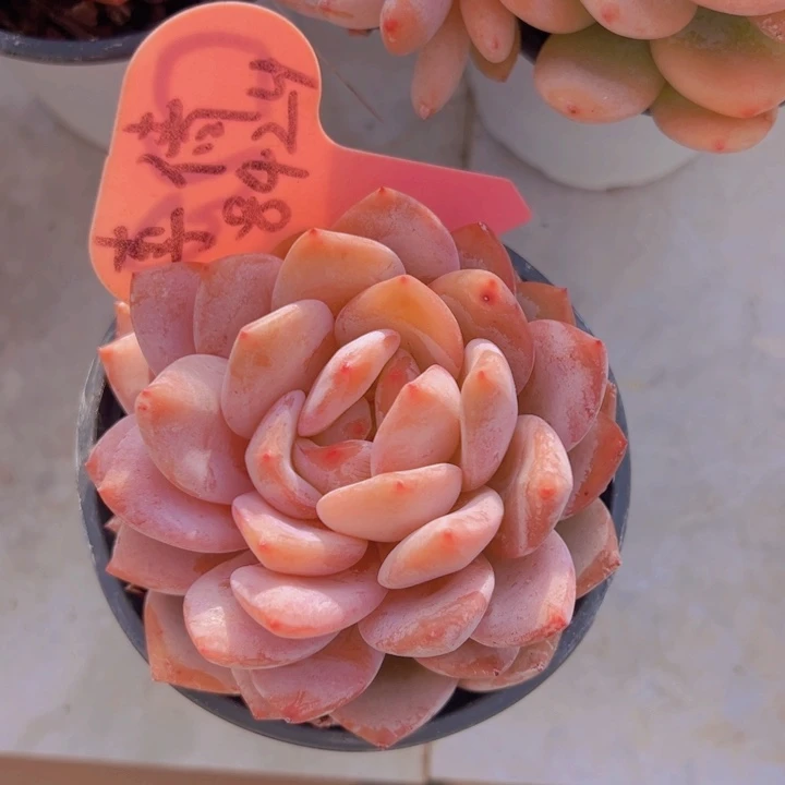 健健康康平平安安