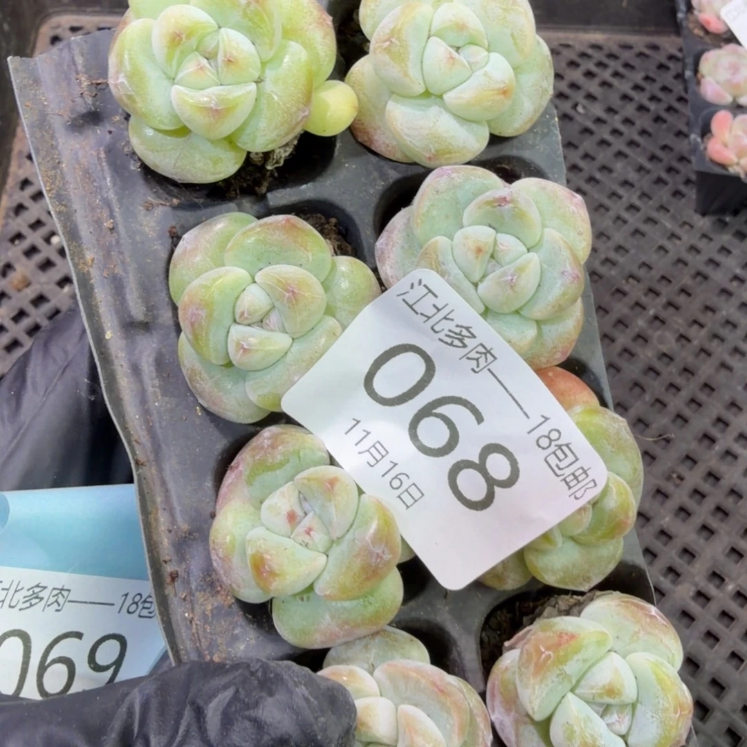 68 号到手1框，江北多肉