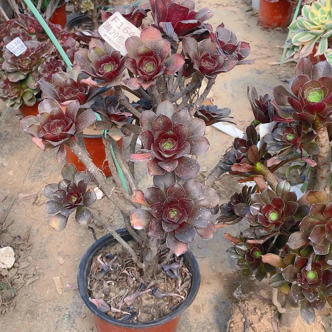 用****3164灰原叶多肉小损不包