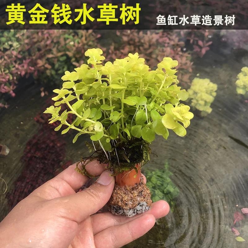 黄金钱水草树生命之树鱼缸造景净化水质淡水水草阴性新手水草