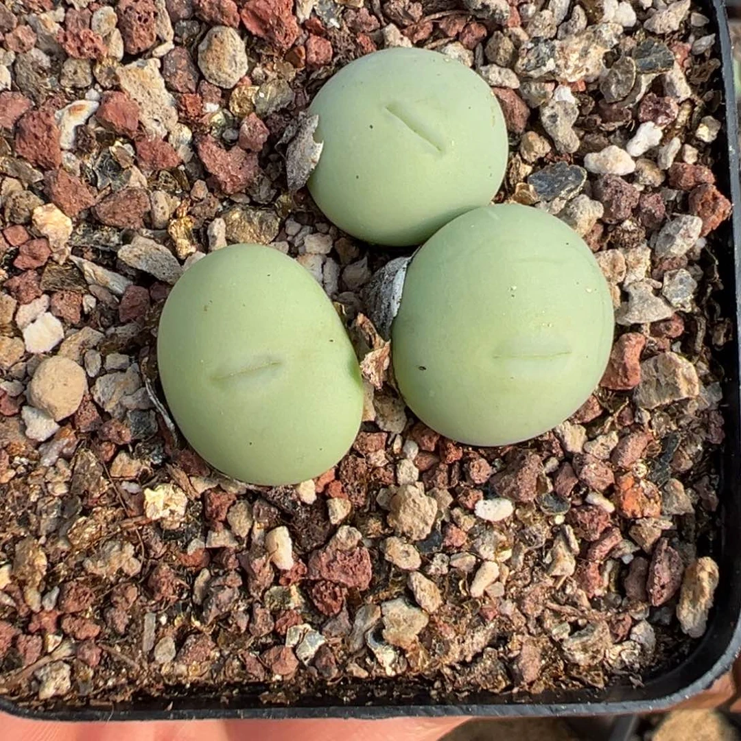 27-19肉锥多肉植物，