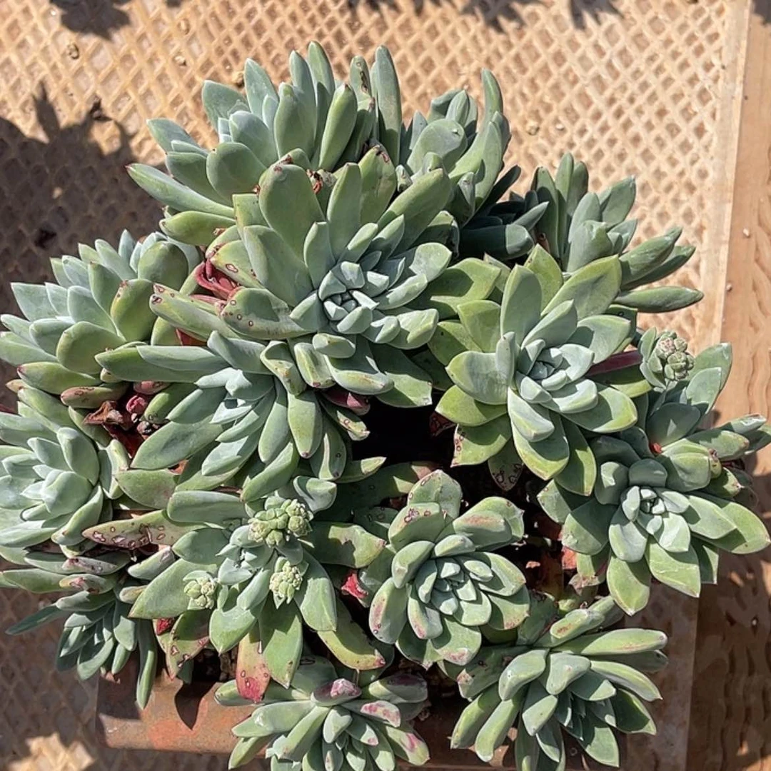 【闪购商品】大花朵苹果叶