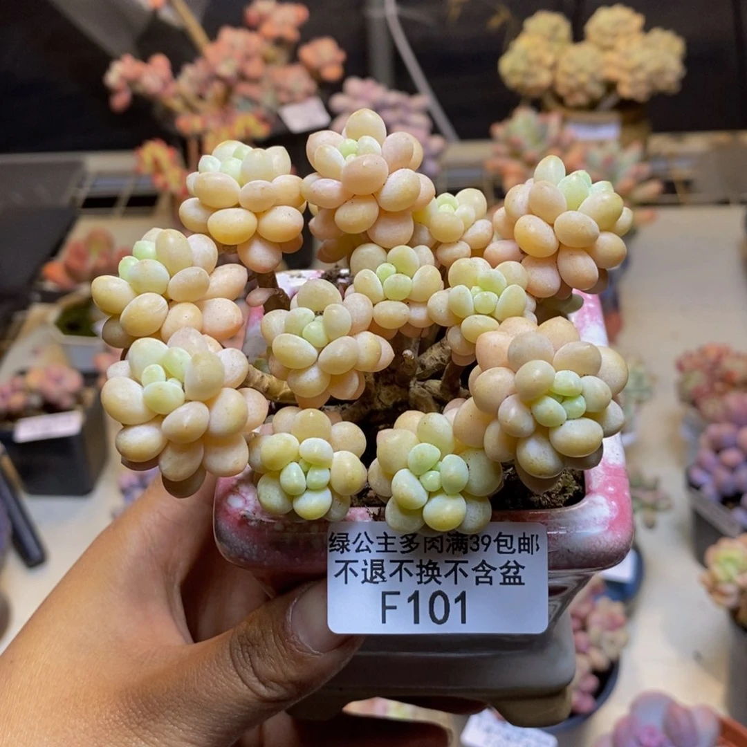 101鱼子酱多肉7c m