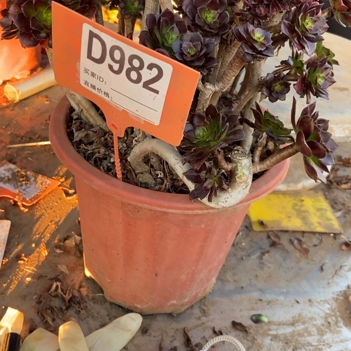 用***8D982黑豆黑豆黑豆