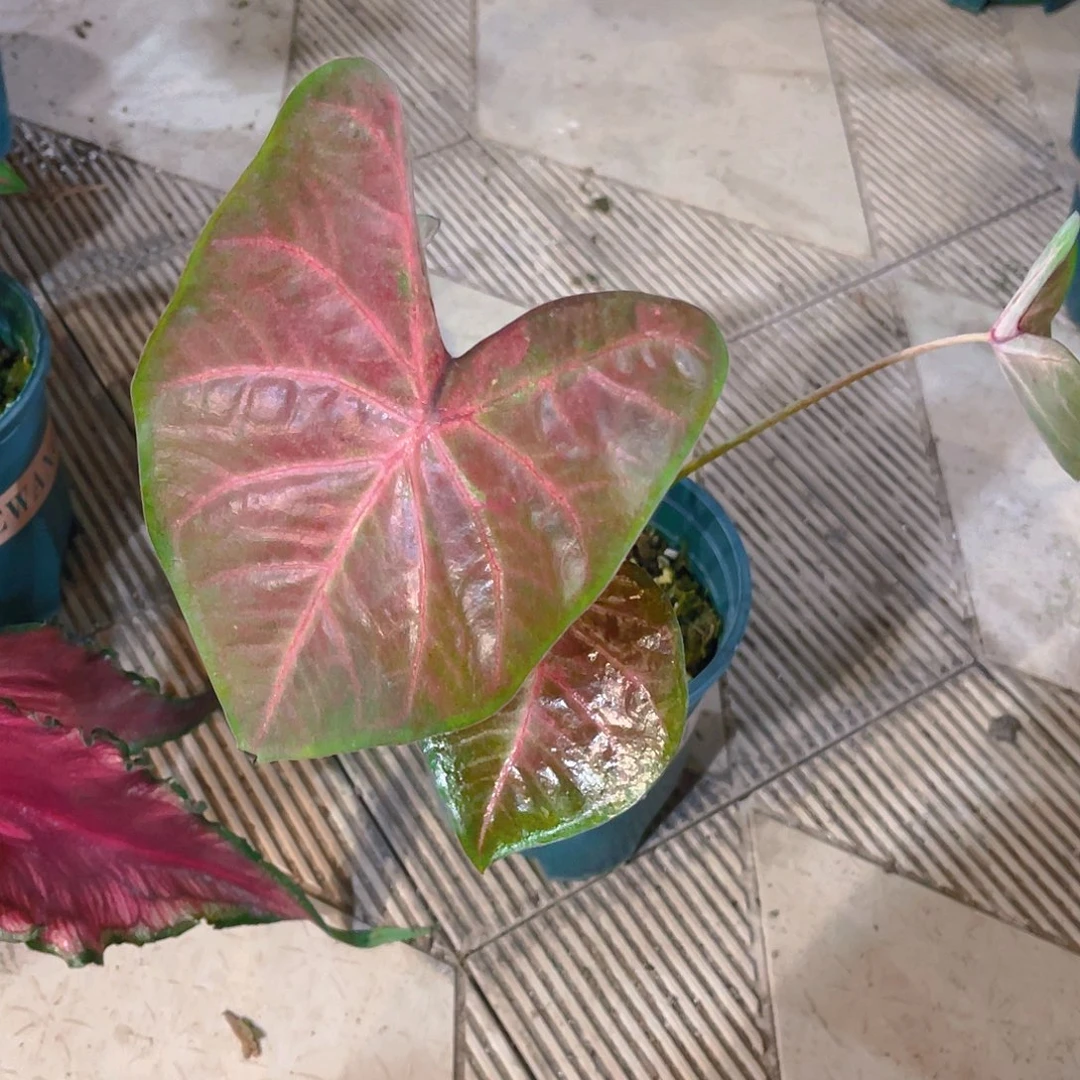 完全开放3365泰彩