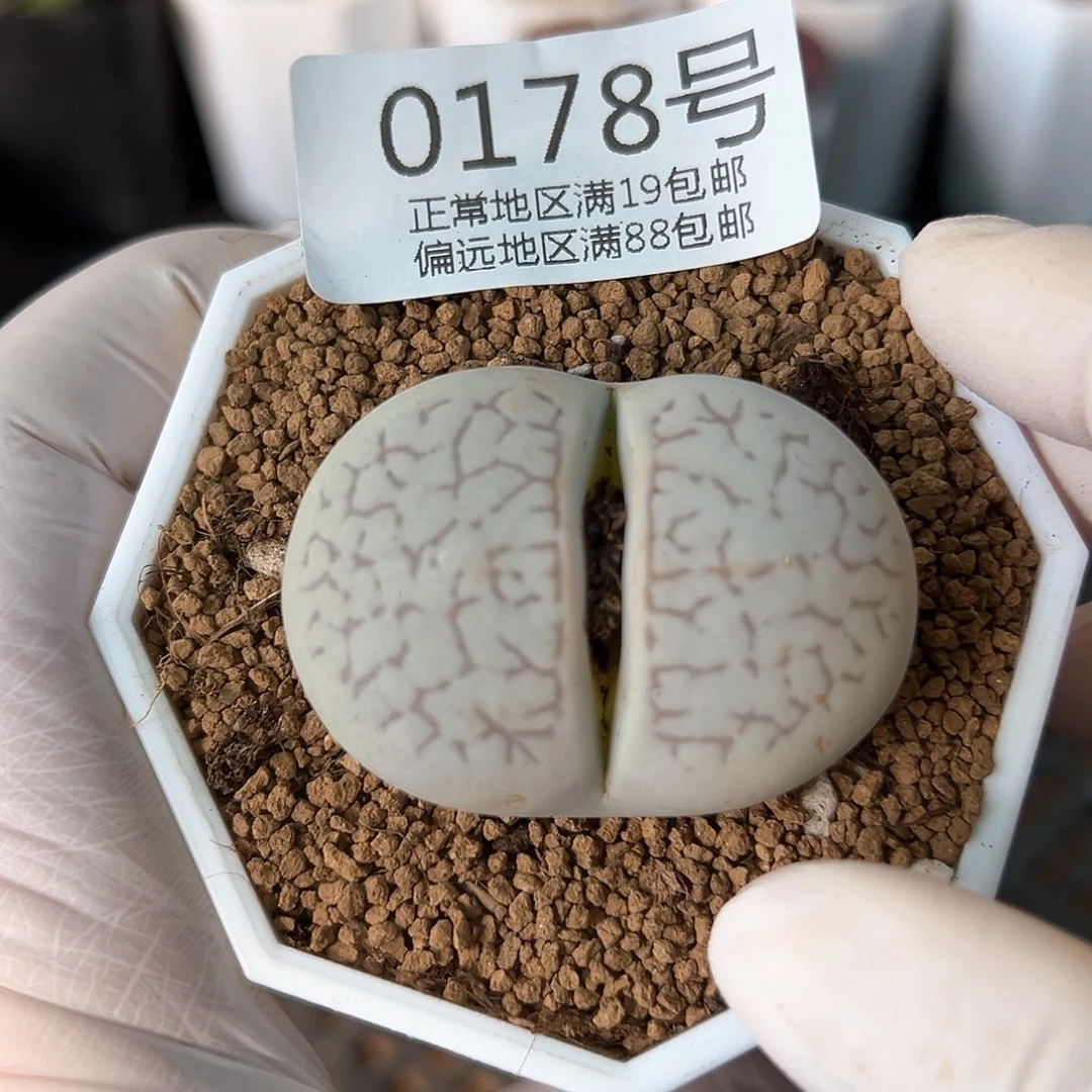 好养易活生石花大母本0178