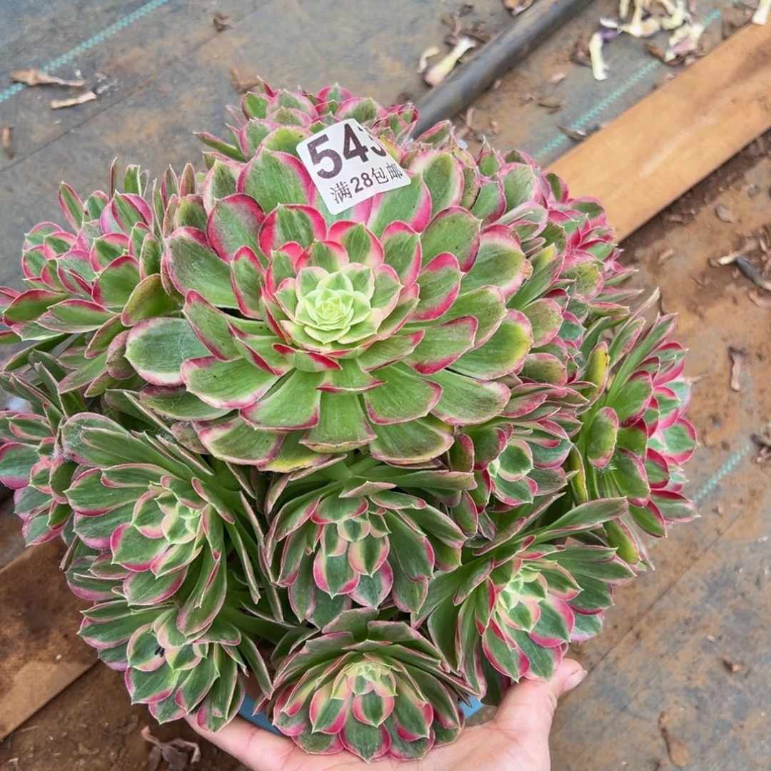 多肉植物543孔雀翎