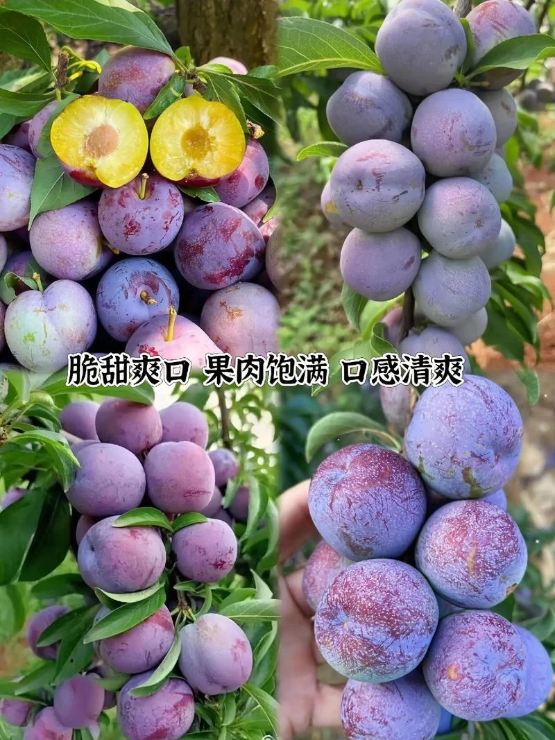 贵州高山五月脆凤凰李新鲜应季水果脆甜多汁肉厚