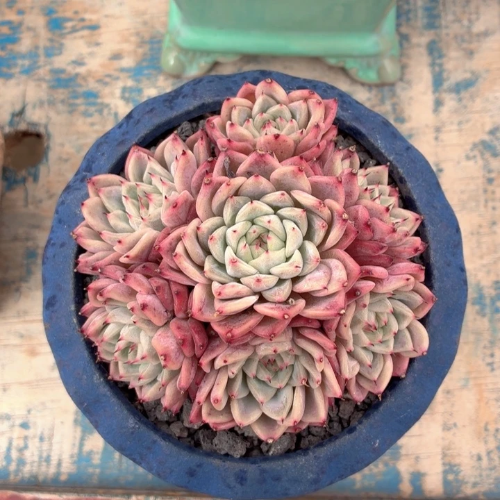 多肉植物 绿爪一物一拍-4