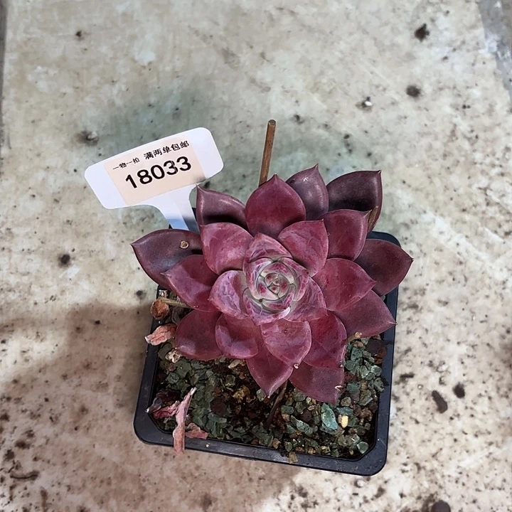 桃*红糖卡一物一拍18033