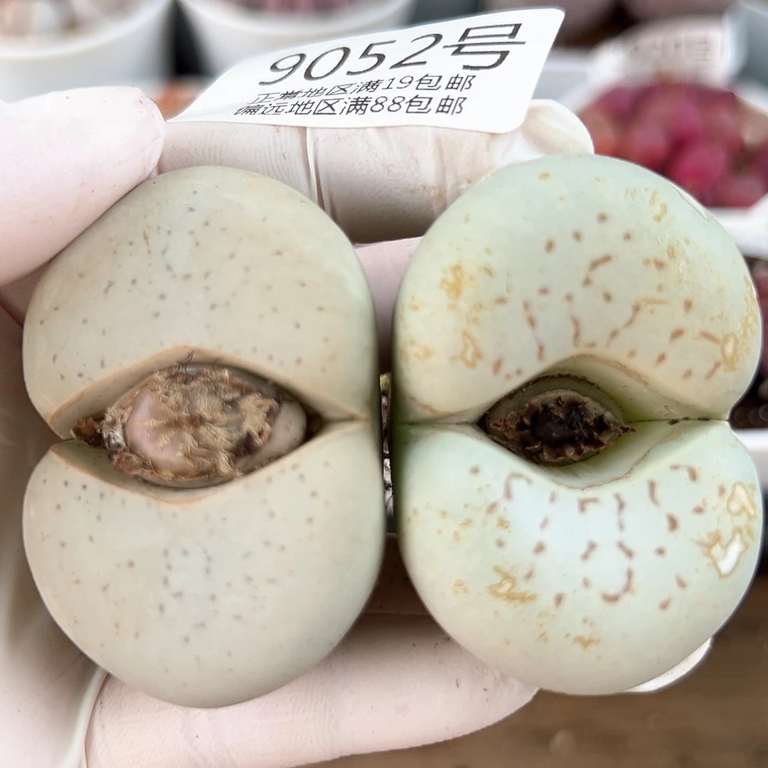 9052五年大白2颗5cm左右