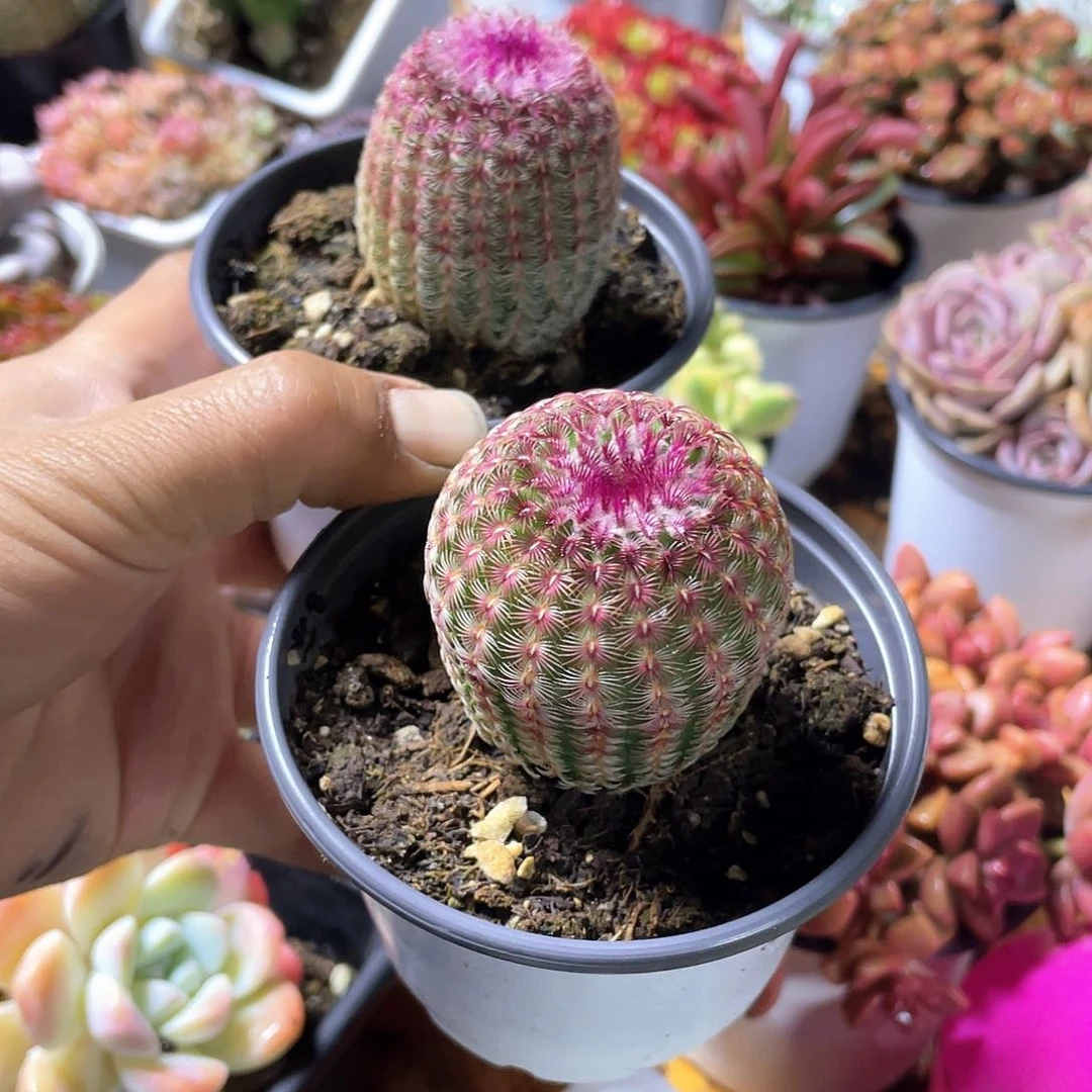 单头红太阳带盆发货