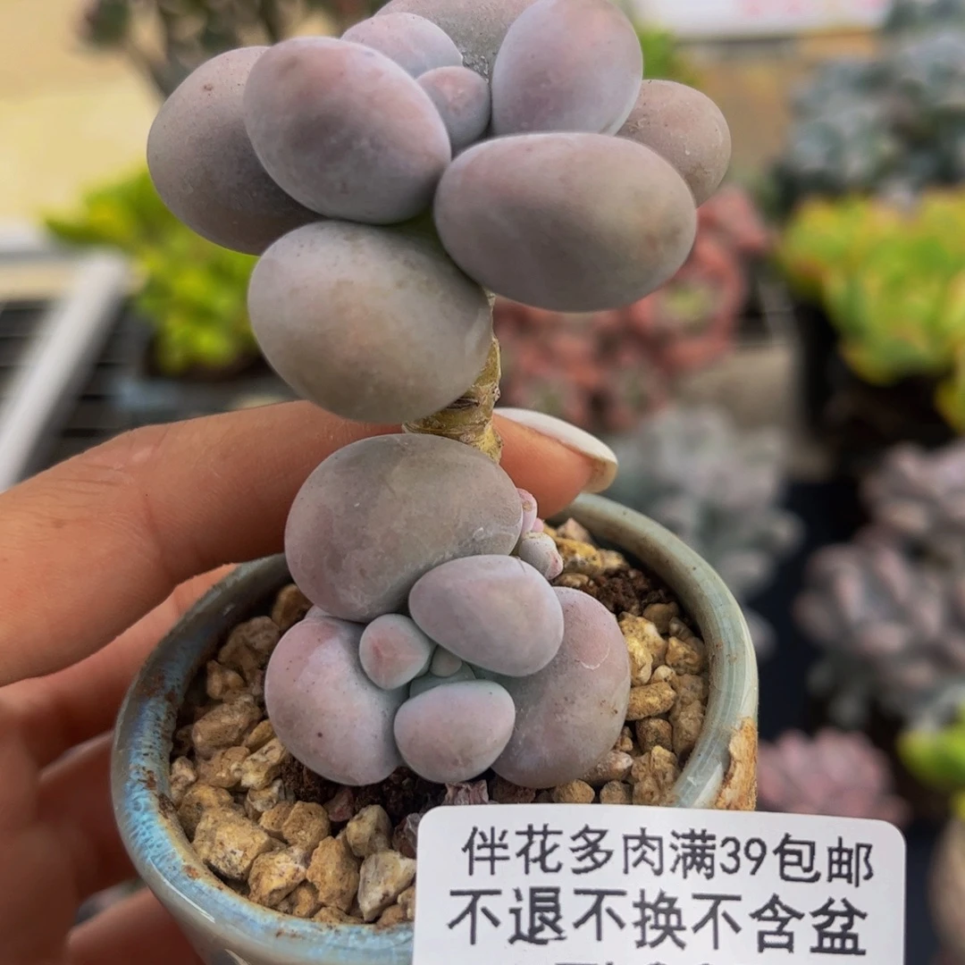 397-芭比奶多肉3cm