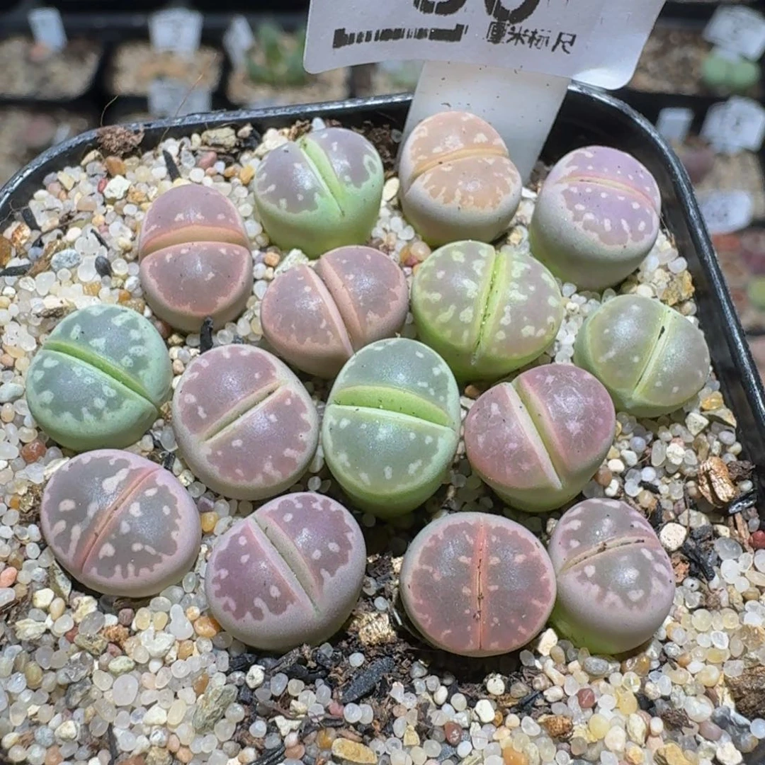 zzzz精品生石花80