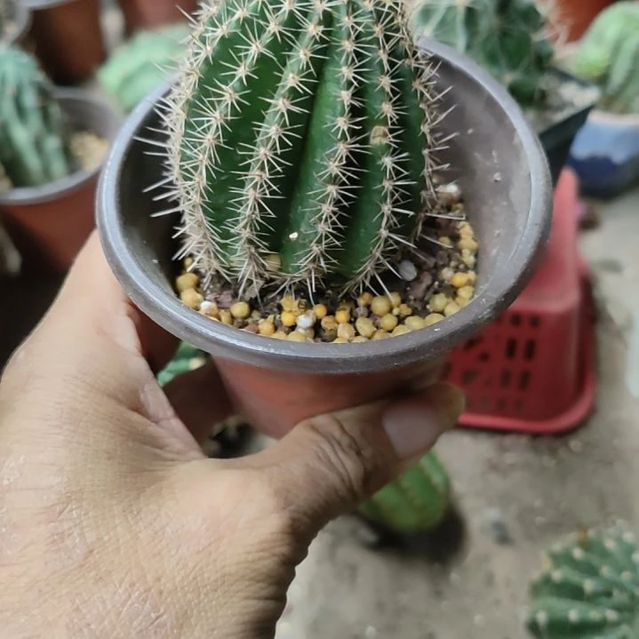 仙人球丽花38号带根