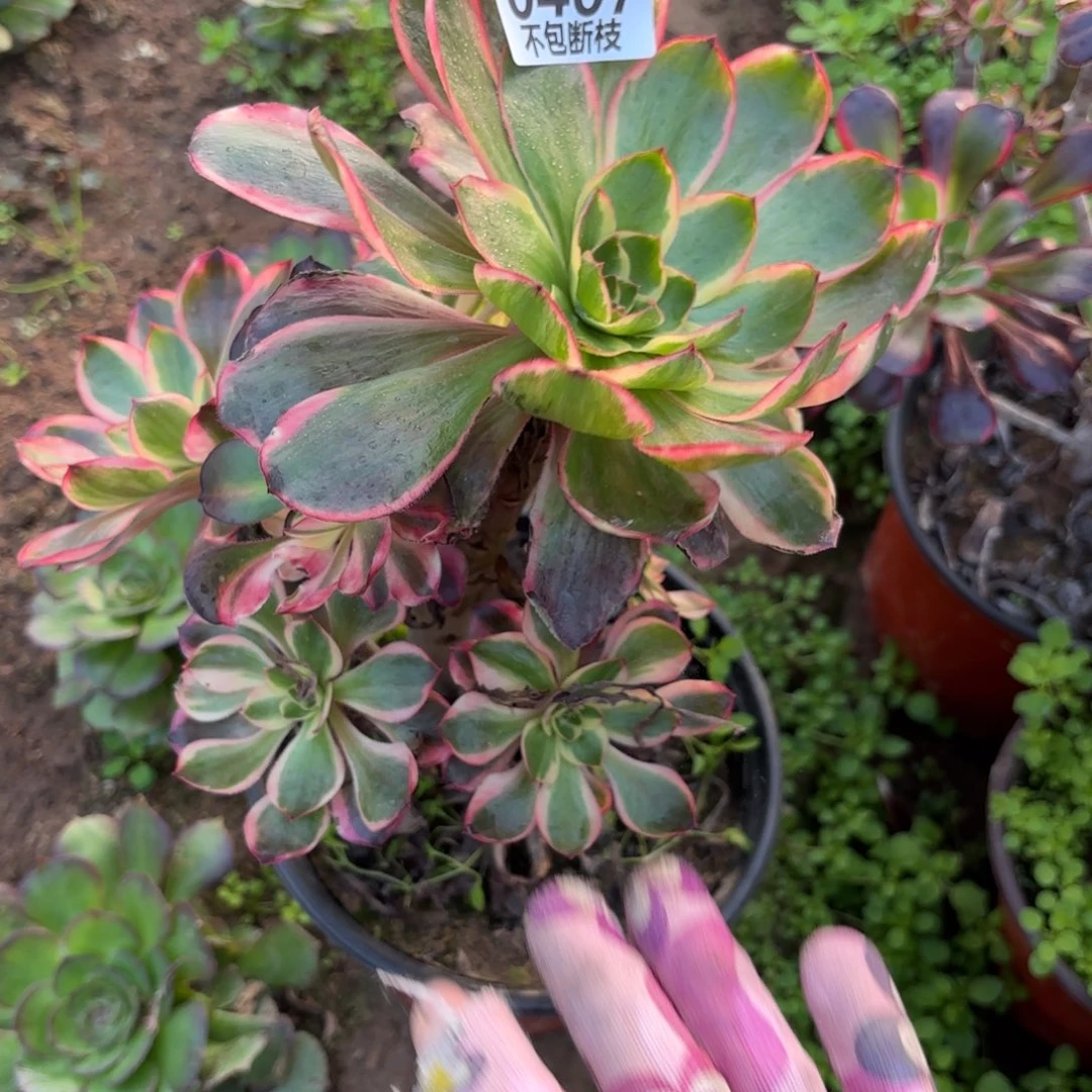 D. 407红魔女弯干多肉1，ba