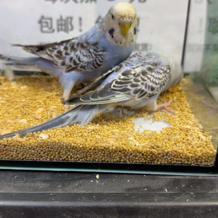 虎皮鹦鹉大头虎皮鹦鹉