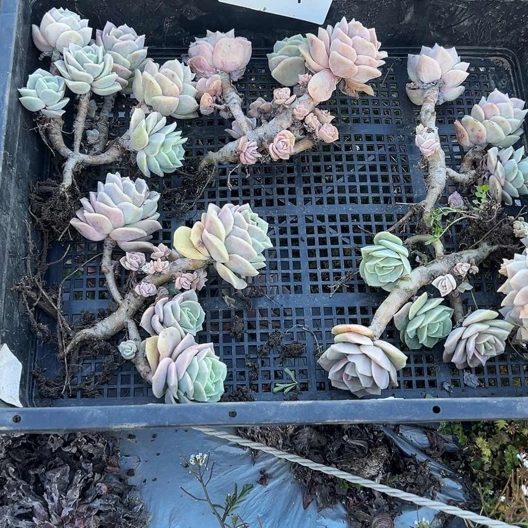 ❤️****77号可爱玫瑰筐拍不售后