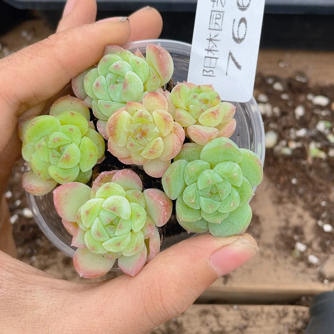 多肉植物多肉植物766