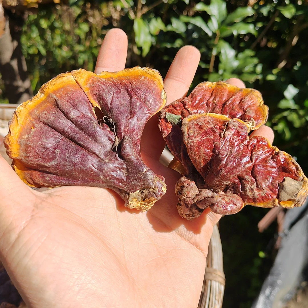 短脚白肉灵芝、菌香味浓郁、煲汤煮茶好伴侣250g