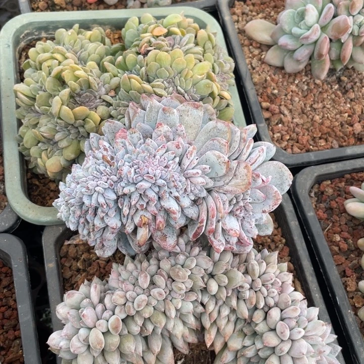 【闪购商品】嫦娥缀