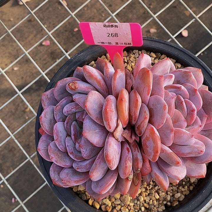 268星影肉肉肉肉