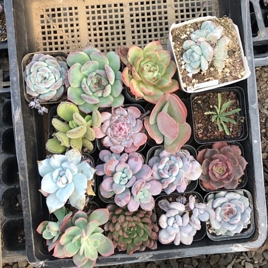16颗精品多肉植物组合