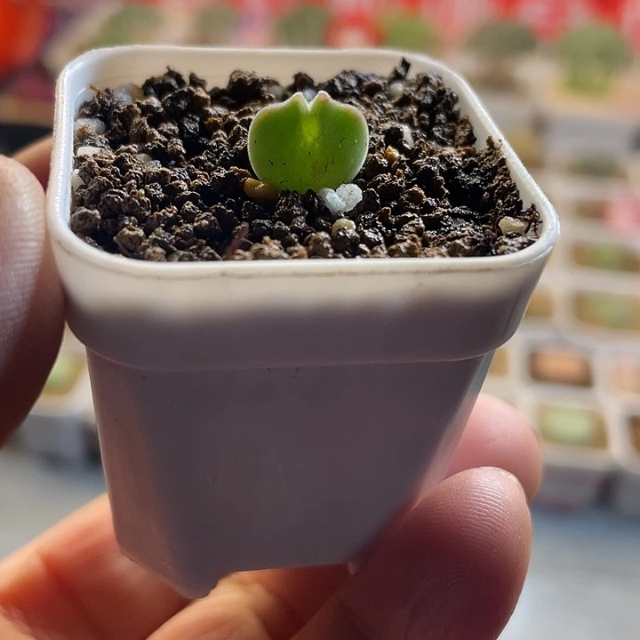 佳人园艺多肉生石花空蝉58