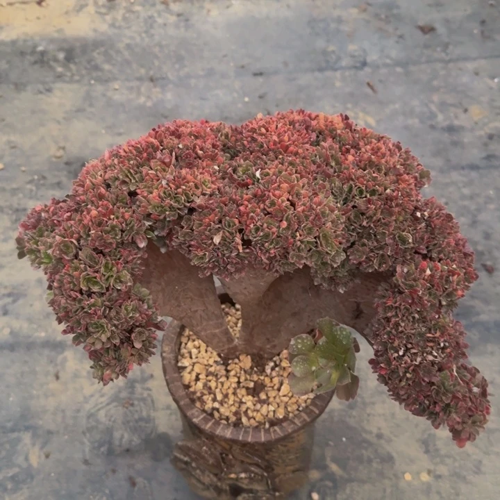 特价特特特特特痛559