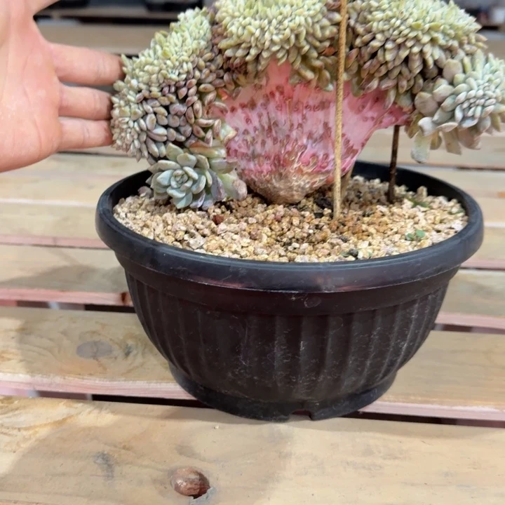 星影树缀无砍多肉