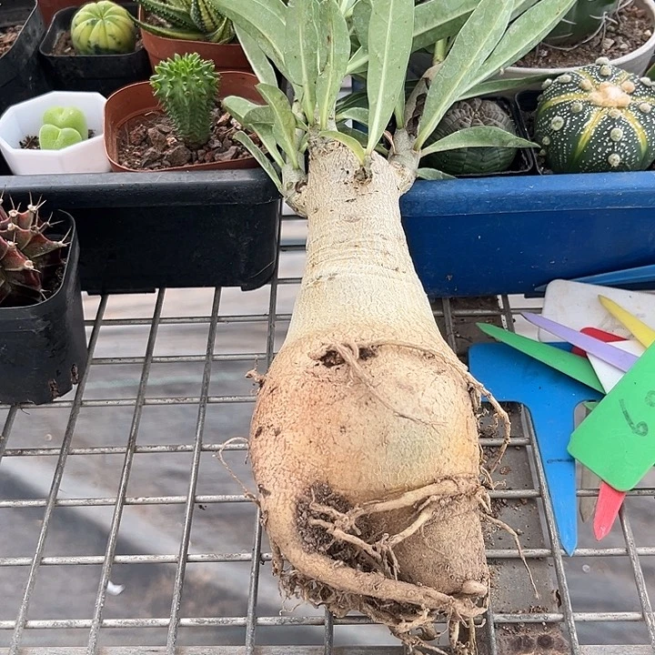 我也不知道我为什么要