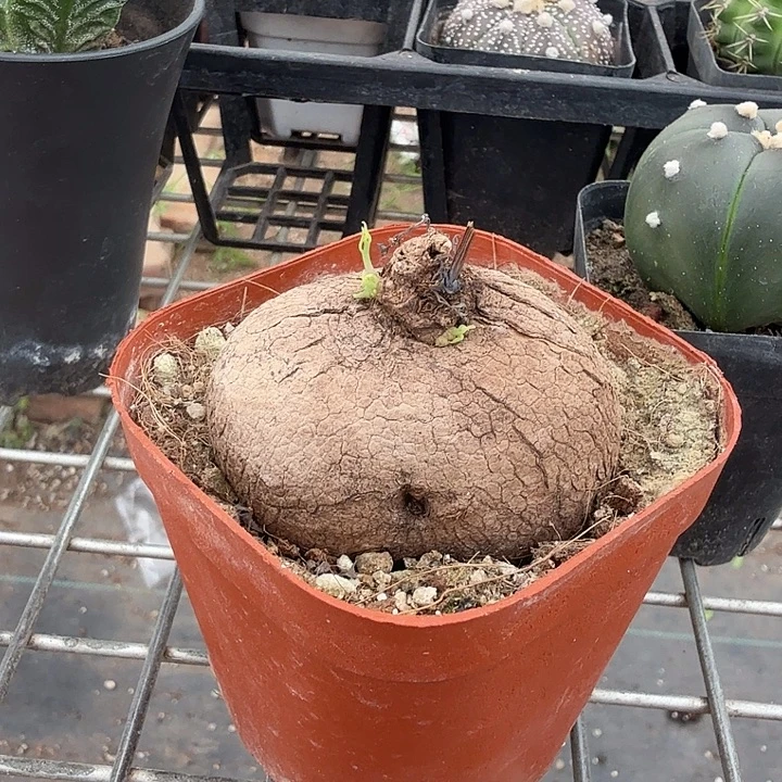 山乌龟单头5仙人球